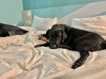IMG_2068.jpeg