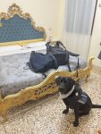 IMG_2087.jpeg
