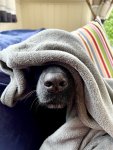 IMG_8765.jpeg