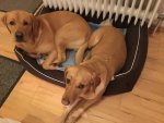 Dog bed.JPG