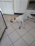 Maxx kitchen floor.jpg