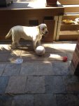 Maxx back porch.jpg