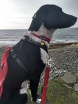 harness blank tag.jpg