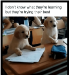 1707604169423.png