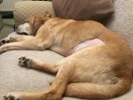 IMG_1445.jpeg