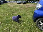 IMG_8159.jpeg