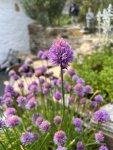IMG_8481.jpeg