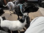 IMG_0035.jpeg