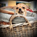 IMG_0226.jpeg
