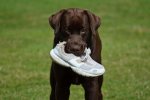 Benson 10 years ago.jpg