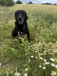 IMG_2818.jpeg