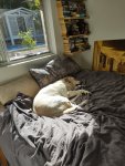 Maxx bed sun.jpg