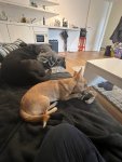 IMG_1781.jpeg