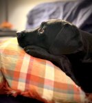 IMG_2222.jpeg