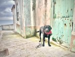 IMG_2388.jpeg