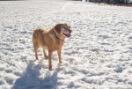 Pops in the snow.JPG