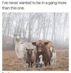 1741501186643.jpeg