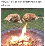1744952439095.jpeg