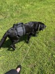 IMG_1814.jpeg