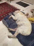IMG_7937.jpeg