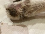 IMG_7942.jpeg