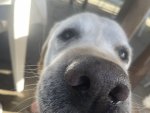 IMG_9517.jpeg