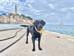 IMG_8677.jpeg