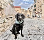 IMG_9243.jpeg