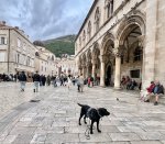 IMG_9472.jpeg