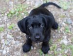 Black Lab Baby.jpg