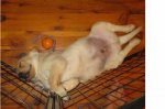 Maxx puppy tummy2.jpg