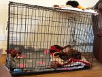 puppy crate 11 weeks.jpg