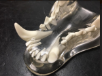canine lower jaw.PNG