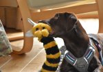 Otter with bumbley bee.jpg
