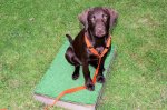 Otter 15 weeks old.jpg